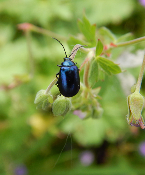 Ecosysteem in de tuin? Astrum tuin en groenprojecten