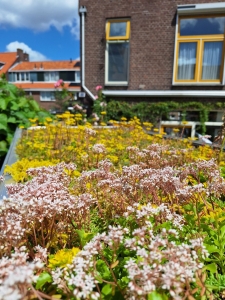 Kleine Stadstuin in Delft