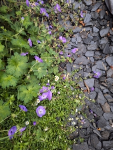 Tuinproject in Den Hoorn / Delft