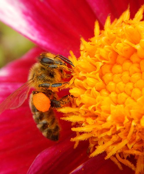 Groene Vakman nodig? Astrum tuin en groenprojecten